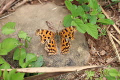 Polygonia c-aureum lunulata