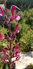 Salvia hierosolymitana