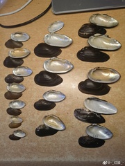 Nodularia douglasiae