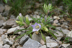 Campanula speciosa