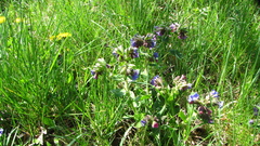 Pulmonaria mollis