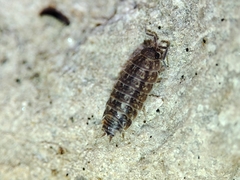 Proporcellio mirabilis