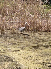 Ardea cinerea