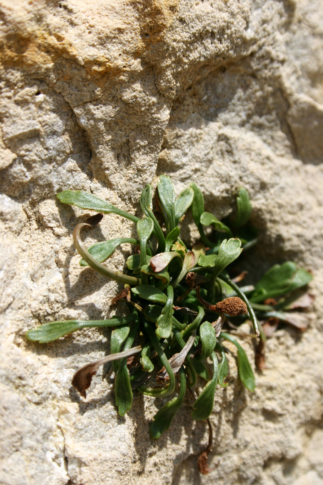 Asplenium celtibericum Rivas Mart. 3