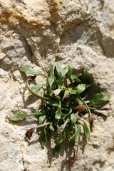 Asplenium celtibericum