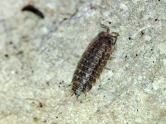 Proporcellio mirabilis