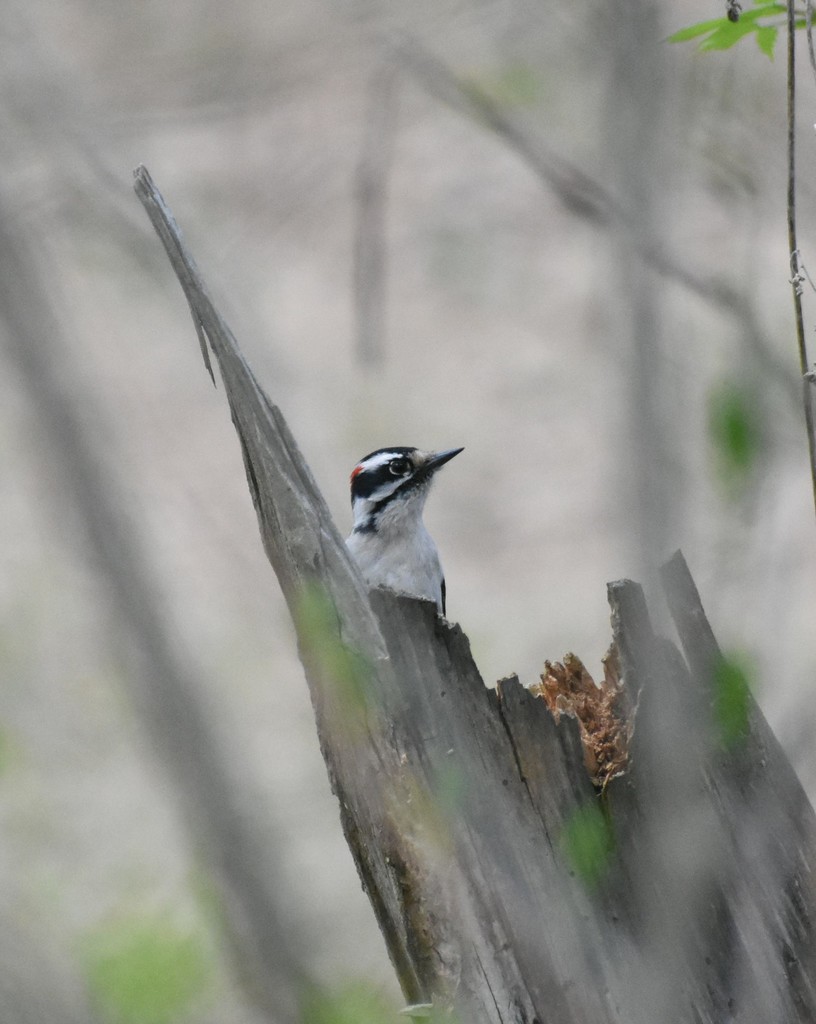 Downy Woodpecker from Frederick County, MD, USA on April 16, 2022 at 03 ...