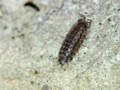 Proporcellio mirabilis