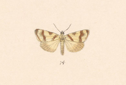 Rufous-banded Crambid Moth photo 4