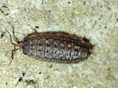 Proporcellio mirabilis