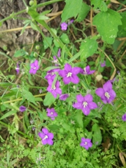 Legousia speculum-veneris
