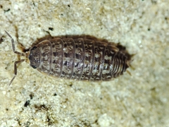 Proporcellio mirabilis