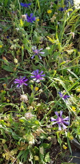 Centaurea cyanoides