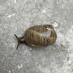 Cornu aspersum