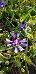 Centaurea cyanoides