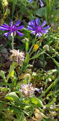 Centaurea cyanoides
