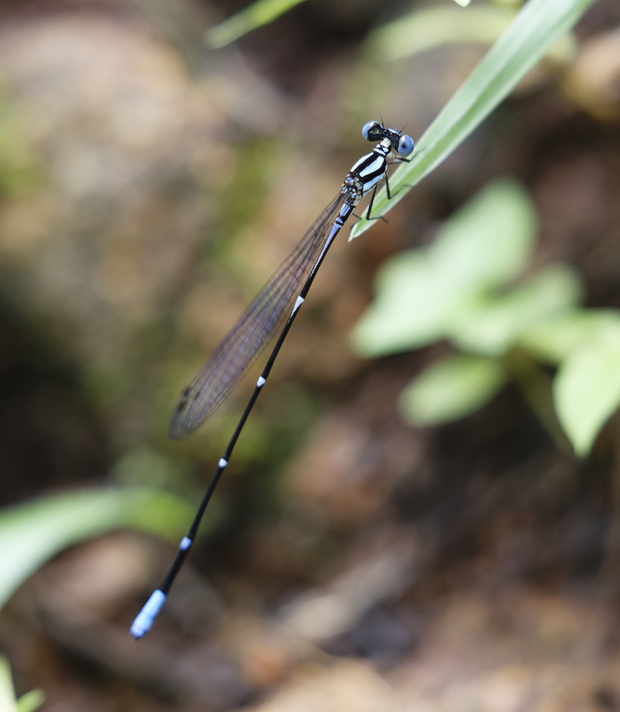 Blue Yellowwing