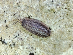 Proporcellio mirabilis