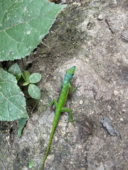 Anolis roquet