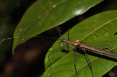 Pseudophasma phthisicum