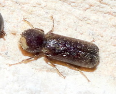 Amphicerus bicaudatus