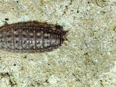 Proporcellio mirabilis