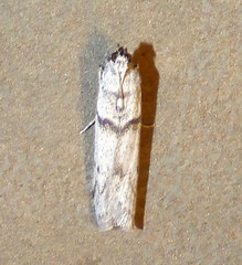 Myelopsis alatella