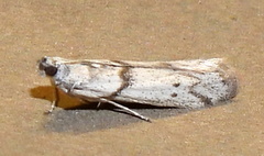 Myelopsis alatella