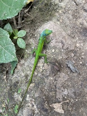 Anolis roquet