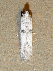 Myelopsis alatella
