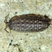 Proporcellio - Photo (c) Luis Silva, some rights reserved (CC BY-NC-ND), uploaded by Luis Silva