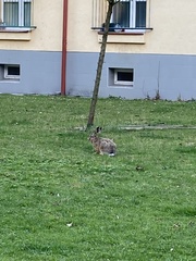 Lepus europaeus