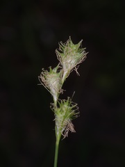Carex tetrastachya
