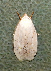 Durrantia piperatella