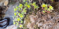 Sedum litoreum