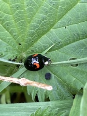 Harmonia axyridis