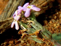 Manulea fragrans