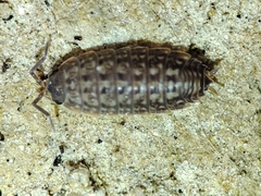 Proporcellio mirabilis