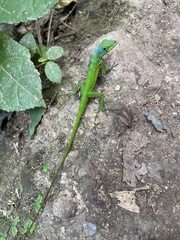 Anolis roquet