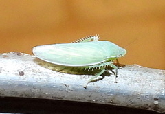 Gyponana angulata