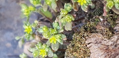 Sedum litoreum