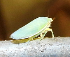 Gyponana angulata