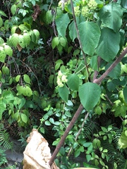 Clerodendrum canescens