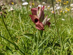 Bilamellaria