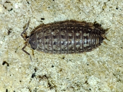 Proporcellio mirabilis