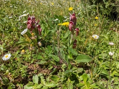Bilamellaria