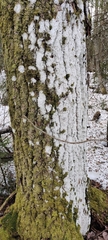Arthoniomycetes