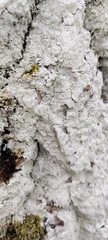 Arthoniomycetes