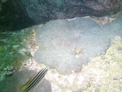 Plesiastrea versipora