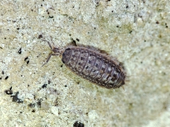 Proporcellio mirabilis